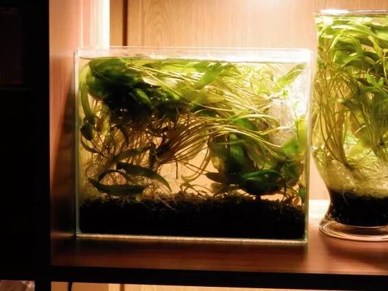 4. Cryptocoryne affinis