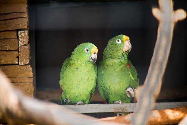 ZOO Bošovice: Papouščí ráj » evillina.com