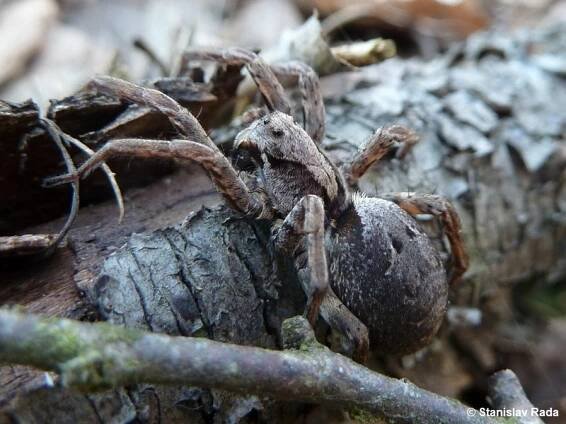 Alopecosa inquilina - slíďák pasekový | Lycosidae - slíďákovití | Natura Bohemica
