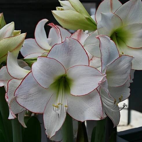 Hvězdník Picotee – Hippeastrum – cibulky amarylky