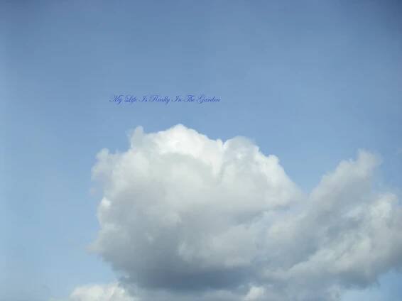 February | 2013 | My Garden – Mon Jardin – Mi Jardin – Mein Garten - Daily Adventures & Thoughts