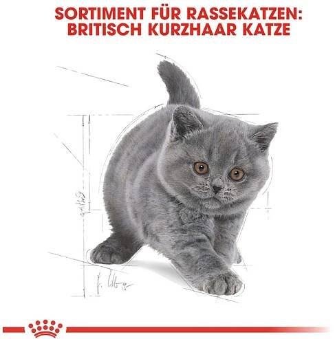 Royal Canin Granule pro kočky British Shorthair Kitten 2 kg