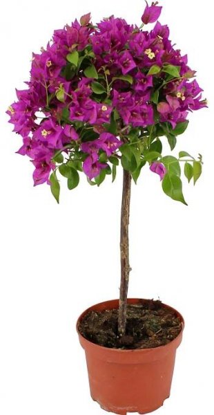 OBI Bugenvilea fialová kmen průměr květináče cca 17 cm Bougainvillea nakoupit u OBI