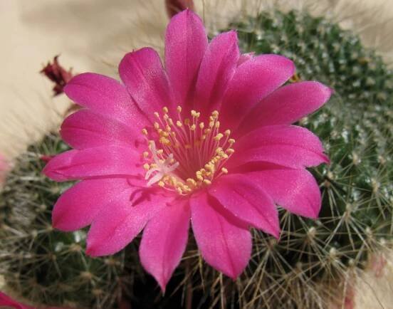 Rebutia minuscula - Wikispecies