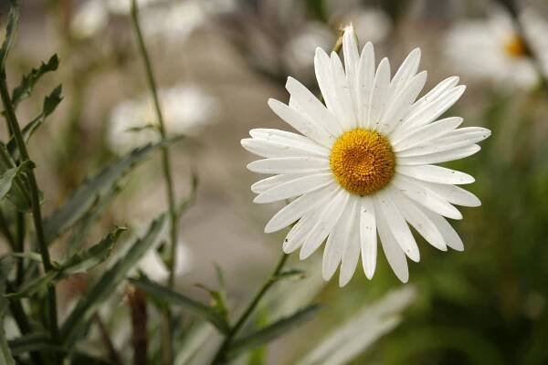Základová fotografie na téma bílá, bokeh, botanický, čistý, dekor, detail, flóra, hvězdnicovité, jaro, kapka rosy, klid