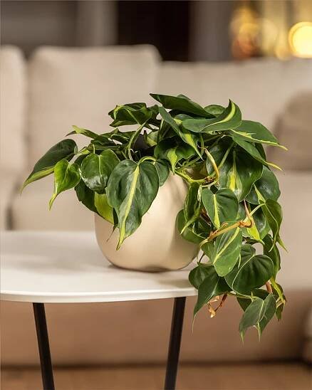 Philodendron scandens Brasil in einem schwarzen Keramiktopf von feey auf dem Kaffeetisch im Wohnzimmer