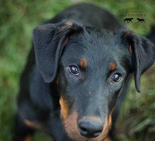 štěňátka k prodeji / puppies available | Le Coeur Pur – BEAUCERON & CONTINENTAL BULLDOG 