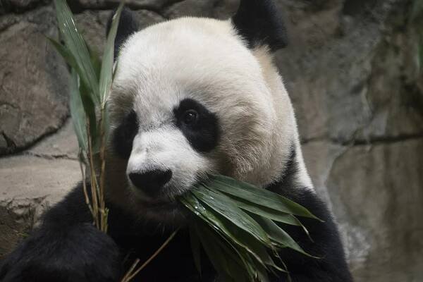 Mei Xiang - Wikipedia
