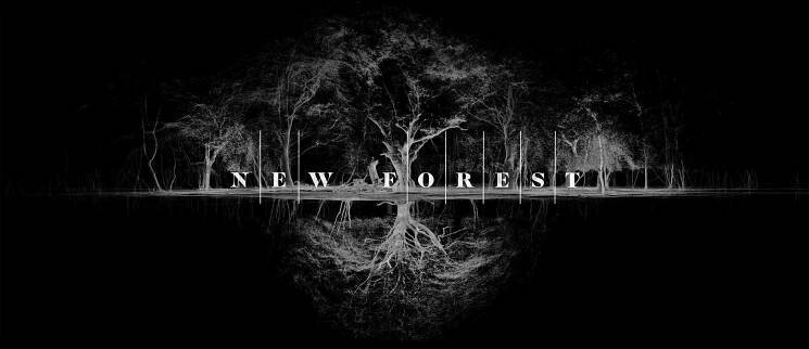 new-forest-film-co-3.jpg