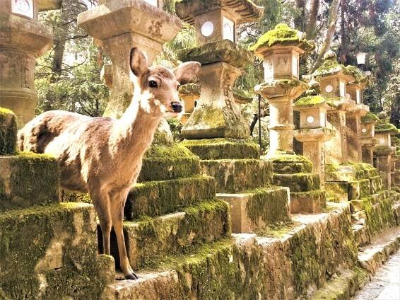 Nara Park Guide - Kansai chan