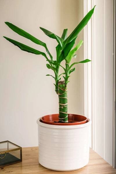 Dracaena fragrans by a window