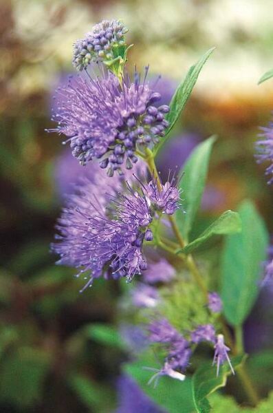 Bluebeard Plants Add Color in Gardens from Mid to Late Summer