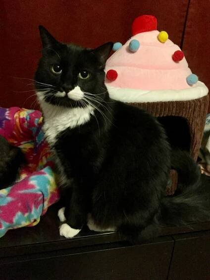 Cat Photo Gallery – Rocket Cat Rescue