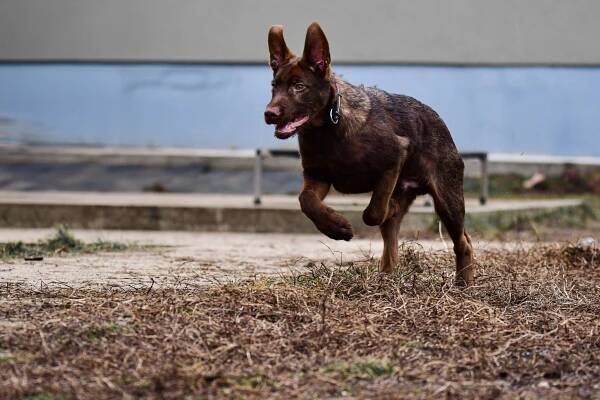 Psi k adopci z útulků, azylů a neziskových organizací