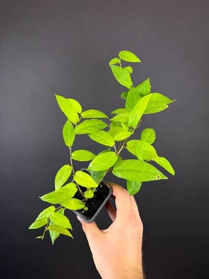 Ficus sagittata