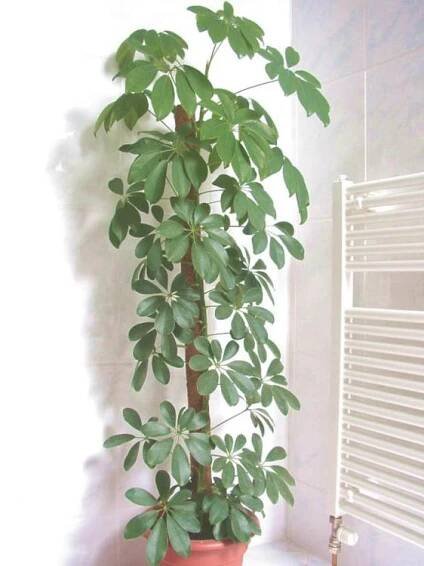 Schefflera