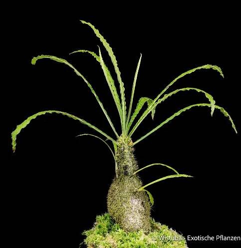 Myrmecodia erinacea (extremely long and narrow leaves, unclear origin)
