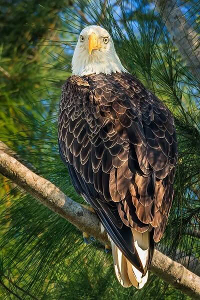 Bald Eagles