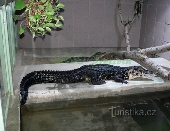 Krokodýlí ZOO Protivín - ZOO