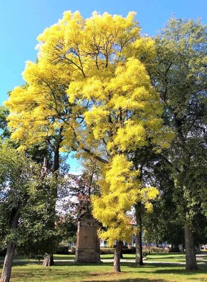 Obrázek - Fraxinus excelsior 'Jaspidea' (jasan ztepilý) | BioLib.cz