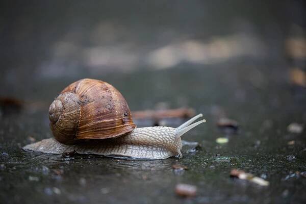 Plži české přírody | Fotogalerie šneků a slimáků