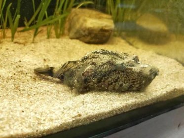 Tetraodon suvatti - Menkong Kofferkugelfisch