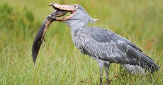Shoebill Stork vs Crocodile: Who Would Win in a Fight?