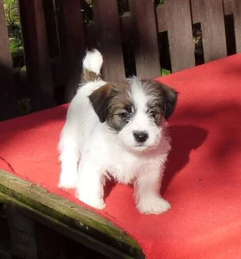 Jack Russell Terrier s PP.