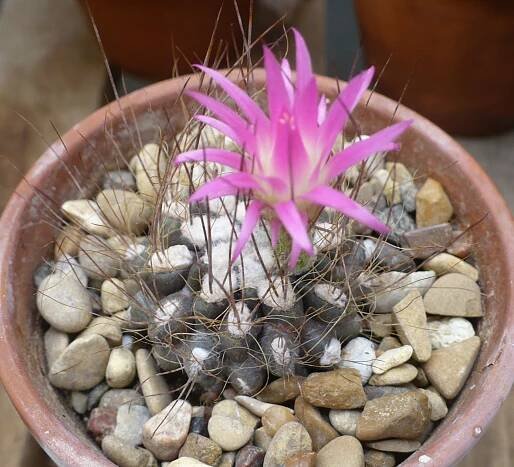 Neoporteria