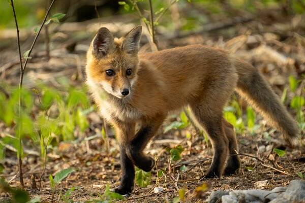 Levesque Photography, LLC - Red Foxes