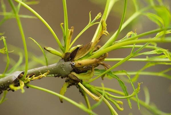 Fraxinus excelsior ´Erosa´ - jasan ztepilý -list jaro 