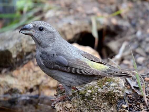 Female/immature - ML306364161