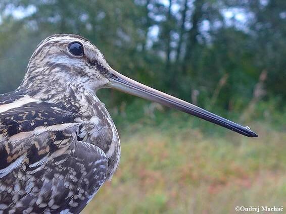 Gallinago gallinago - bekasina otavní | Scolopacidae - slukovití | Natura Bohemica