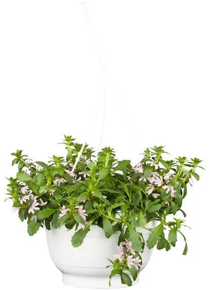 Landgard Vějířovka nezlomná (Scaevola aemula) výška 10-50 cm, pr. 25 cm