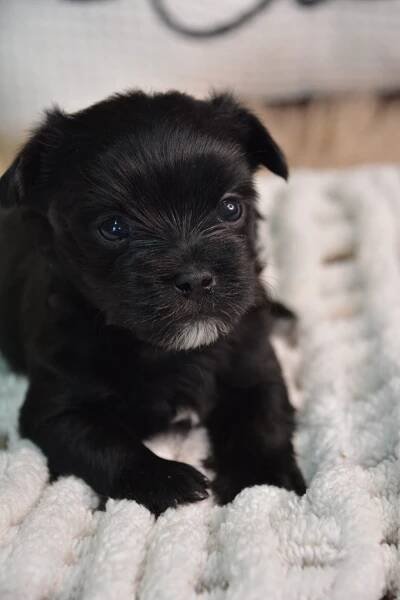Eliot -Male Morkie