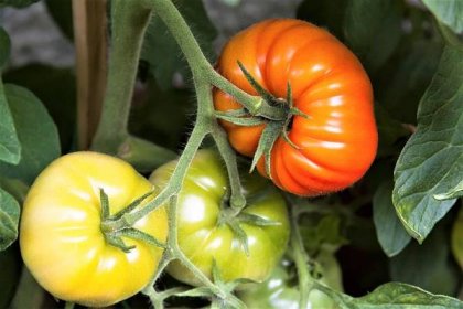 Jak nechat dozrát rajčata doma i na zahradě