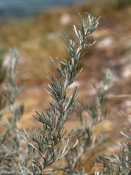 Artemisia campestris var. lednicensis – pelyněk ladní hedvábný