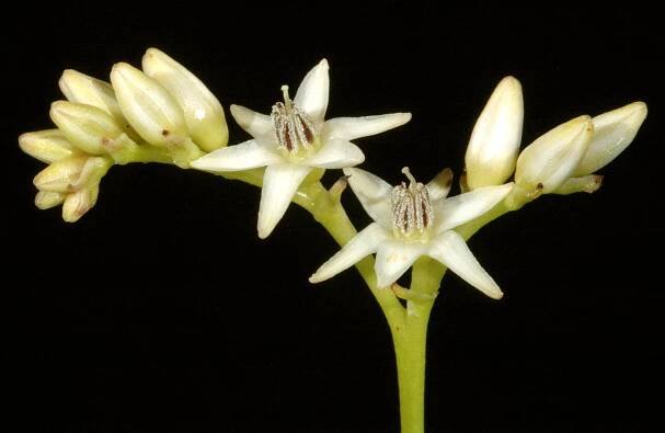 Phlebocarya