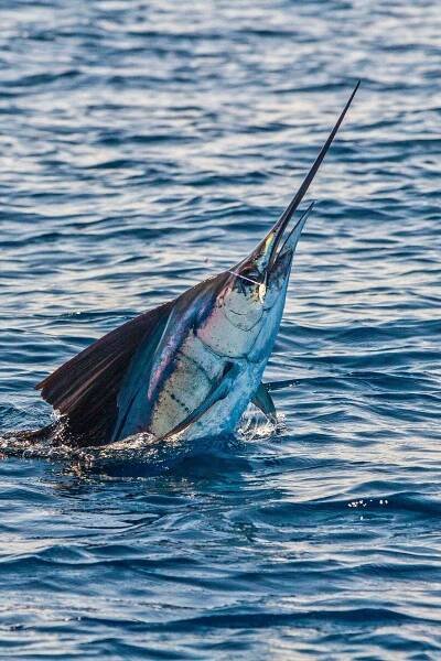 Sailfish Fishing | Big Game & Blue Water | Sportquest Holidays