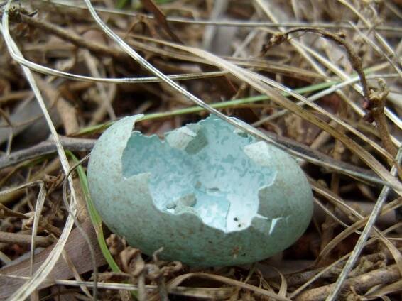 She Is Fragile, But She Is A Rock.