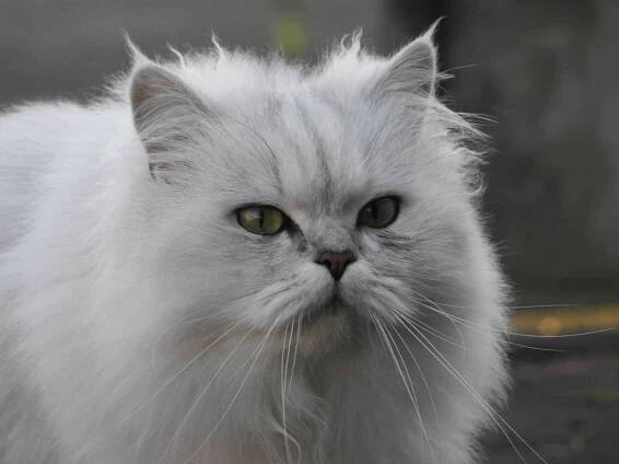 Fluffy Chinchilla Persian cat