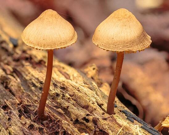 Two Mycena galericulata on lying dead wood. (caps)