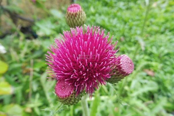 Cirsium rivulare " Atropurpureum " - pcháč potoční Zahradnictví Krulichovi - zahradnictví, květinářství, trvalky, skalničky