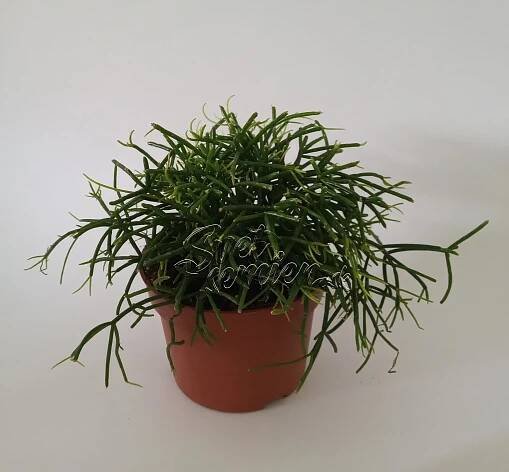Rhipsalis cassutha