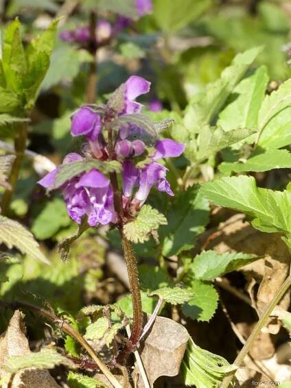 Hluchavka nachová (Lamium purpureum)
