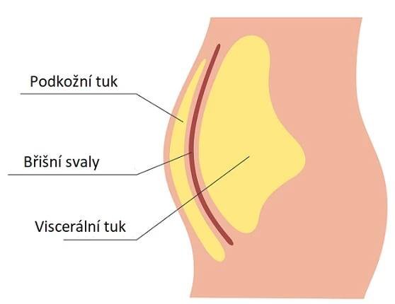 Viscerální tuk je pro naše zdraví nebezpečný