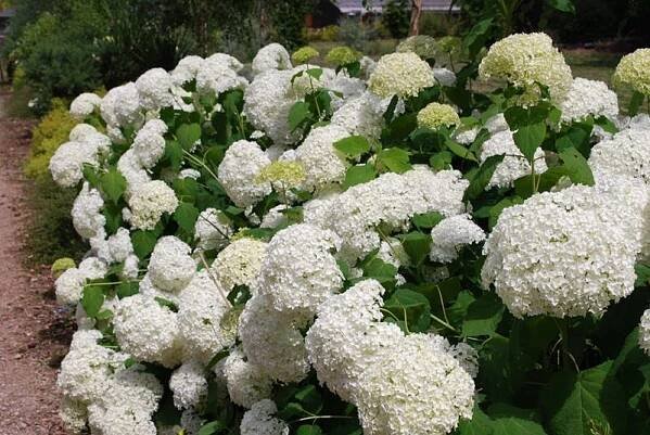 Hortenzie stromečkovitá ANNABELLE Hortenzie keříčková OBROVSKÉ BÍLÉ KOULE Latinský název hydrangea arborescens