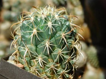 Kaktusy/sukulenty: Coryphantha tripugionacantha - Dům a zahrada