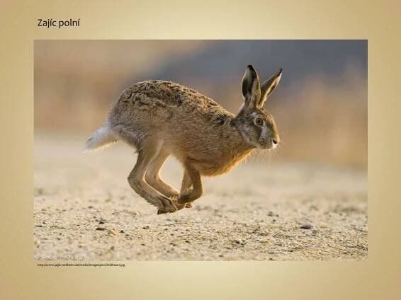 PPT - Ekosystém pole - Živočichové PowerPoint Presentation, free download - ID:2516898