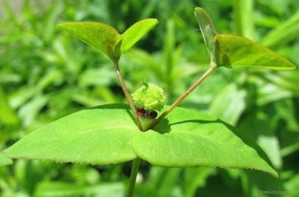 Pryšec sladký (Euphorbia dulcis)